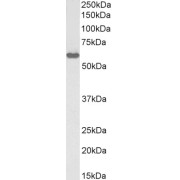 Western blot analysis of Rat Testis lysate (35 µg protein in RIPA buffer), using biotin-conjugated Karyopherin Alpha 3 (KPNA3) Antibody (1 µg/ml). Detected by chemiluminescence, using streptavidin-HRP and using NAP blocker as a substitute for skimmed milk.