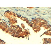 abx430370 (4 µg/ml staining of paraffin embedded Human Prostate. Steamed antigen retrieval with citrate buffer pH6, HRP-staining.