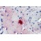 Mast Cell Protease 4 (Mcpt4) Antibody