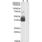 abx430377 staining (0.3 µg/ml) of Human Brain (Frontal Cortex) lysate (35 µg protein in RIPA buffer) with (B) and without (A) blocking with the immunising peptide. Detected by chemiluminescence.