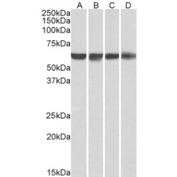 Polypyrimidine Tract-Binding Protein 1 (PTBP1) Antibody