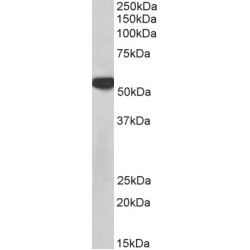 Polypyrimidine Tract-Binding Protein 1 (PTBP1) Antibody