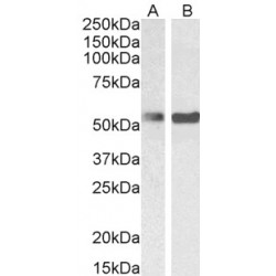 Polypyrimidine Tract-Binding Protein 1 (PTBP1) Antibody