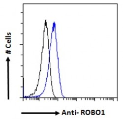 Roundabout Guidance Receptor 1 (ROBO1) Antibody