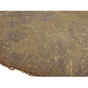 IHC-P analysis of Mouse spleen tissue, using FOXP3 Antibody (5 µg/ml).