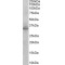 Syntaxin-1A (STX1A) Antibody
