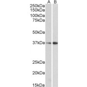 Western blot analysis of NIH3T3 (A) and HepG2 (B) lysate (35 µg protein in RIPA buffer) using Transcription Factor-Like Protein MRG15 (MRG15) Antibody (0.3 µg/ml, 1 hour). Detected by chemiluminescence