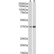 Western blot analysis of NIH3T3 (A) and HepG2 (B) lysate (35 µg protein in RIPA buffer) using Transcription Factor-Like Protein MRG15 (MRG15) Antibody (0.3 µg/ml, 1 hour). Detected by chemiluminescence