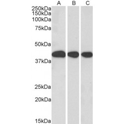 Transcription Factor-Like Protein MRG15 (MRG15) Antibody