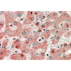 G-Protein Coupled Receptor 94 (GPR94) Antibody