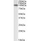 G-Protein Coupled Receptor 94 (GPR94) Antibody