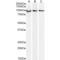 G-Protein Coupled Receptor 94 (GPR94) Antibody