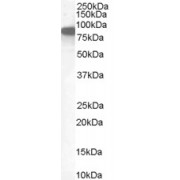 abx430398 (1 µg/ml) staining of Human Placenta lysate (35 µg protein in RIPA buffer). Primary incubation was 1 hour. Detected by chemiluminescence.