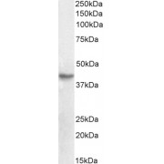 abx430416 (0.3 µg/ml) staining of Human Ovary lysate (35 µg protein in RIPA buffer). Detected by chemiluminescence.