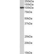 abx430417 (0.01 µg/ml) staining of HeLa lysate (35 µg protein in RIPA buffer). Primary incubation was 1 hour. Detected by chemiluminescence.