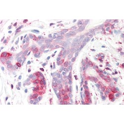 SPFH2 Antibody