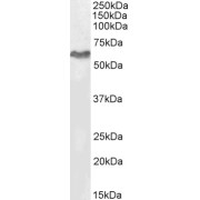 abx430423 (2 µg/ml) staining of HeLa cell lysate (35 µg protein in RIPA buffer). Detected by chemiluminescence.