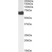 Western blot analysis of Human Cerebellum lysate (35 µg protein in RIPA buffer) using STK39 antibody (0.3 µg/ml).