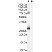 abx430429 (0.2 µg/ml) staining of A431 lysate (35 µg protein in RIPA buffer) with (B) and without (A) blocking with the immunising peptide. Primary incubation was 1 hour. Detected by chemiluminescence.