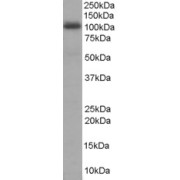 abx430432 staining (1 µg/ml) of Human Liver lysate (RIPA buffer, 35 µg total protein per lane). Primary incubated for 1 hour. Detected by western blot using chemiluminescence.