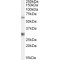 PALS2 Antibody