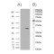 BRG1-Associated Factor 57 (BAF57) Antibody