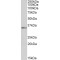 Forkhead Box Protein B1 (FOXB1) Antibody
