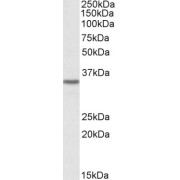 abx430443 (0.3 µg/ml) staining of HeLa cell lysate (35 µg protein in RIPA buffer). Primary incubation was 1 hour. Detected by chemiluminescence.