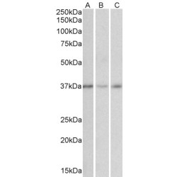 MICS1 Antibody