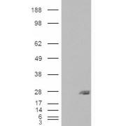 HEK293 overexpressing SAR1B and probed with abx430444 (mock transfection in first lane).