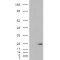 GTP-Binding Protein SAR1b (SAR1B) Antibody