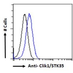 Clik1 Antibody