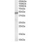Clik1 Antibody