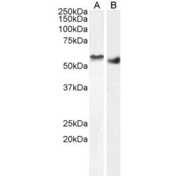 Clik1 Antibody