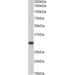 SSP29 Antibody