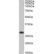 Western blot analysis of Human Tonsil lysate (35 µg protein in RIPA buffer), using biotin-conjugated SSP29 Antibody (0.2 µg/ml). Detected by chemiluminescence, using streptavidin-HRP and using NAP blocker as a substitute for skimmed milk.