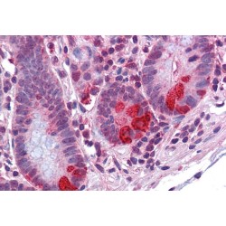 Protein Disulfide Isomerase A2 (PDIA2) Antibody