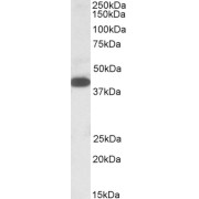 abx430472