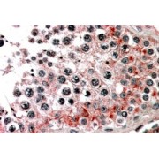 abx430473 (3.8 µg/ml staining of paraffin embedded Human Testis. Steamed antigen retrieval with citrate buffer pH 6, AP-staining.