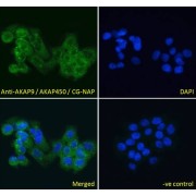 abx430479