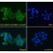 A-Kinase Anchor Protein 9 (AKAP9) Antibody