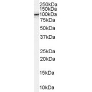 abx430482 (0.1 µg/ml) staining of NIH/3T3 lysate (35 µg protein in RIPA buffer). Detected by chemiluminescence.