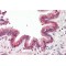 Baculoviral IAP Repeat Containing Protein 6 (BIRC6) Antibody