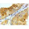 Protein Boule-Like (BOLL) Antibody