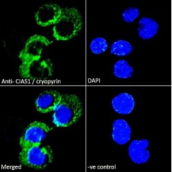 NACHT, LRR And PYD Domains-Containing Protein 3 (CIAS1) Antibody