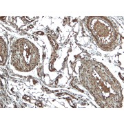 IHC-P analysis of paraffin embedded Human Colon tissue using CIAS1 antibody (4 µg/ml).