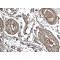 NACHT, LRR And PYD Domains-Containing Protein 3 (CIAS1) Antibody