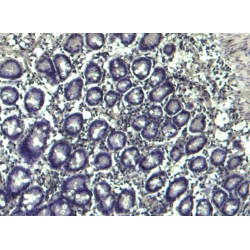 NACHT, LRR And PYD Domains-Containing Protein 3 (CIAS1) Antibody