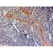 abx430498 (2 µg/ml staining of paraffin embedded Human Tonsil. Steamed antigen retrieval with citrate buffer pH 6, HRP-staining.