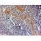 NACHT, LRR And PYD Domains-Containing Protein 3 (CIAS1) Antibody